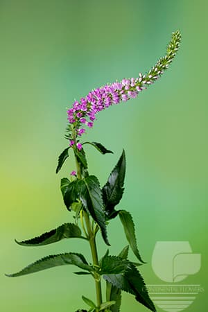Veronica - Pink 70c