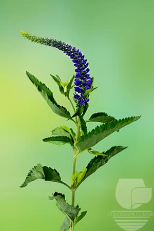 Veronica - Purple 70c