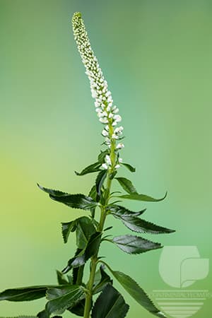 Veronica - White 70c