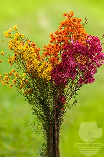 Waxflower Seasonal Fall Pack 60c