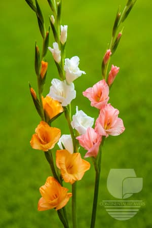 Gladiola - Assorted 100c