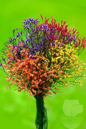 Limonium Seasonal Fall Pack 70c