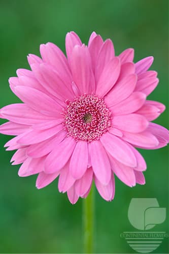 Gerberas - Pink 50c
