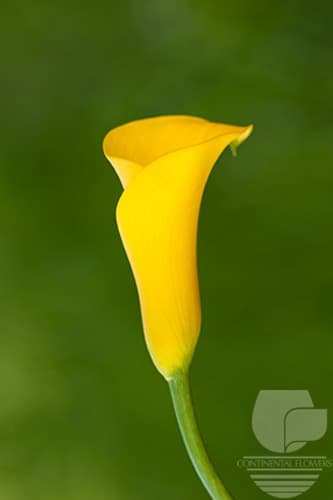 CALLA FLOREX GOLD YELLOW 50C