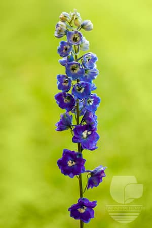 Delphinium - Purple 70c