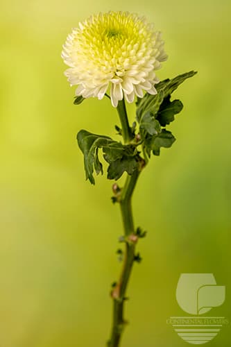 Disbud Zonar White Xxx