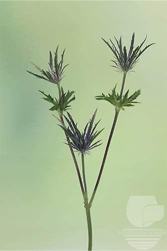 ERYNGIUM ALPINO BLUE 60C