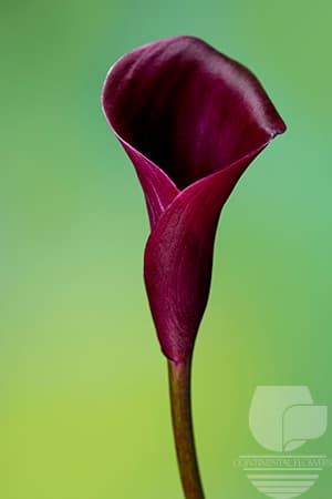 CALLA MAJESTIC RED RED 50C