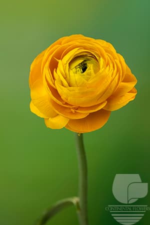 RANUNCULUS - YELLOW 40C
