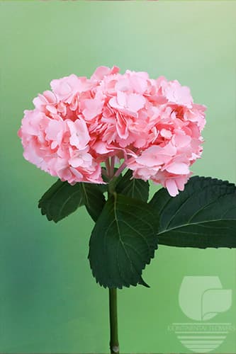 Hydrangeas Painted Light Pink Select