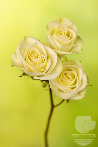 Spray Rose Floreana White 50c