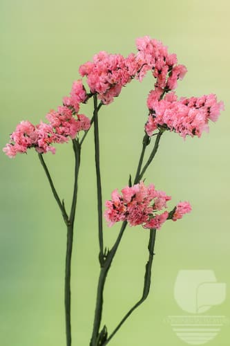 Statice - Peach 70c