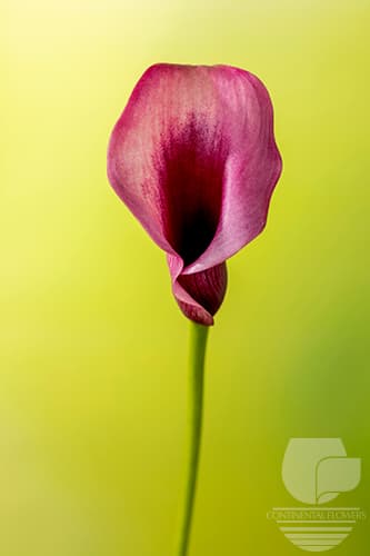 CALLA ACCENT PURPLE 50C