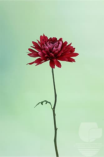 Cremones Cooper Red Xxx