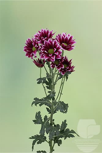 POMPOMS STAR FIRE BICOLOR DAISY