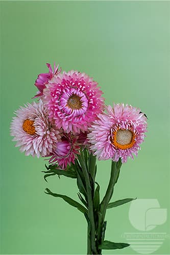 STRAWFLOWER - PINK 70C