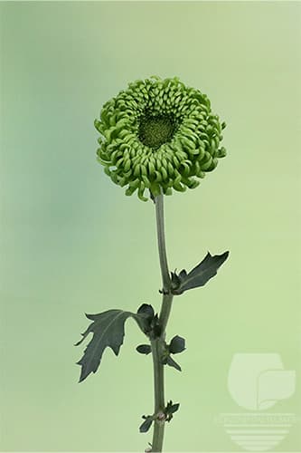 Disbud Bombellini Green Xxx