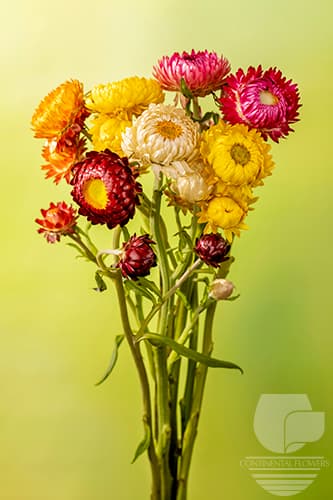 STRAWFLOWER - ASSORTED 70C