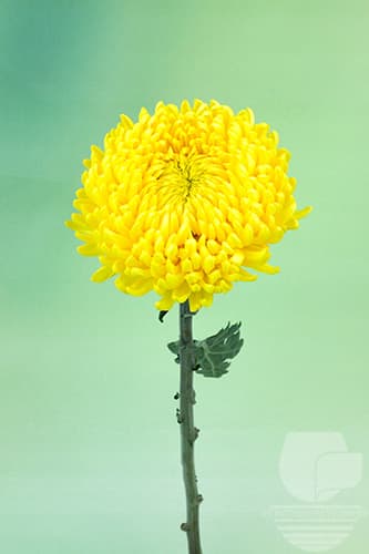 CREMONES ASTEROID YELLOW XXX