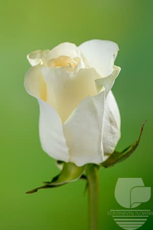 ROSES SUGAR DOLL WHITE 60C