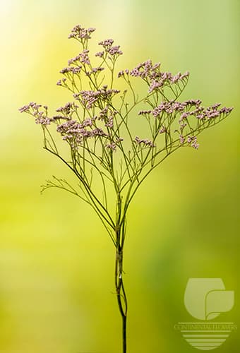 Limonium Oshi Pink 70c