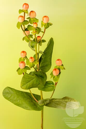 HYPERICUM MAGICAL PEACH PEACH 80C