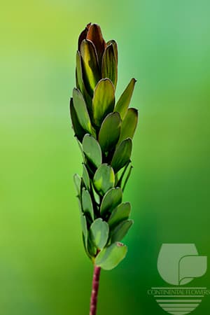 Leucadendron Gold Strike Green Green 70c