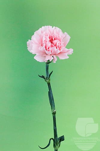 Carnations Doncel Light Pink Fancy