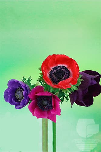ANEMONE - ASSORTED 30C