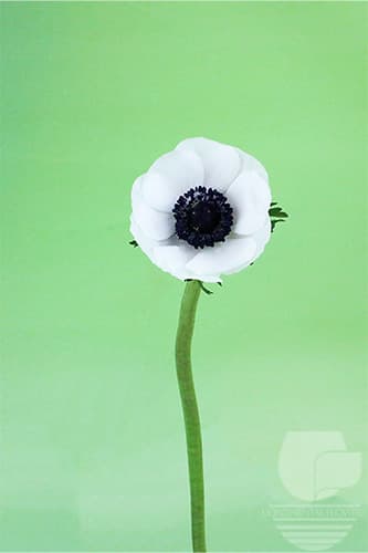 ANEMONE - WHITE 30C