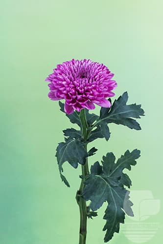 Disbud Lorax Pink Xxx