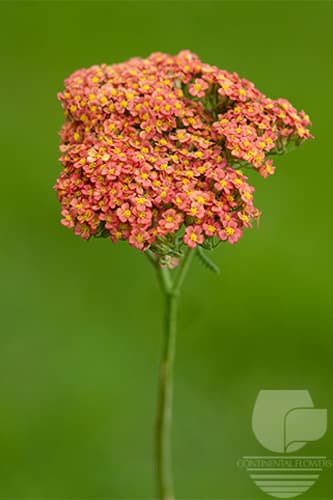 Achilea Mix Orange Select