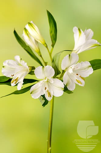 Alstroemerias Winterfell White Premium