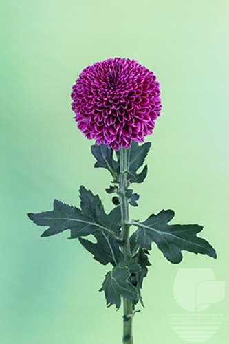 Disbud Gustav Purple Xxx