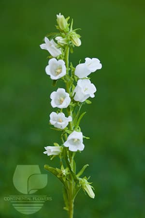 Campanula - White 60c