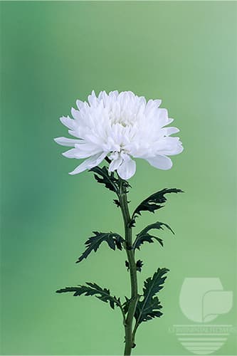 Cremones Inspiration White Xxx