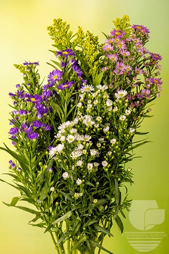 Asters Carnival Assorted 80c