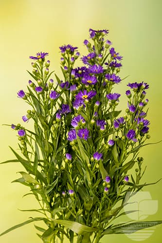 Asters Carnival Purple 80c