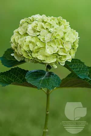 Hydrangeas Mojito Lime Green Sml