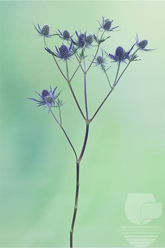 Eryngium Magical Lagoon Blue 60c