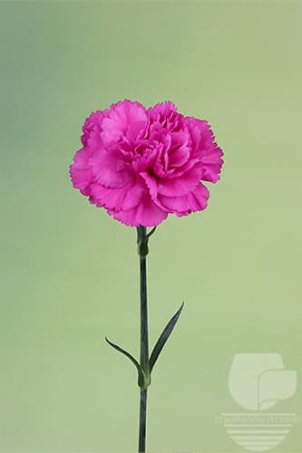 CARNATIONS TIEPOLO FUSCIA LAVENDER SELECT