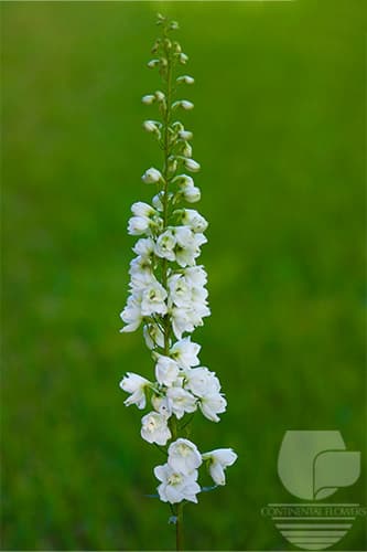 Delphinium - White 90c