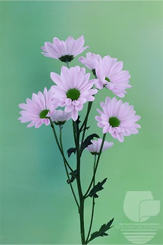 POMPOMS ALMA PINK DAISY