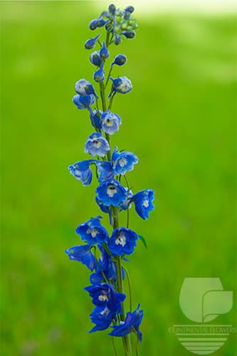 Delphinium - Blue 90c