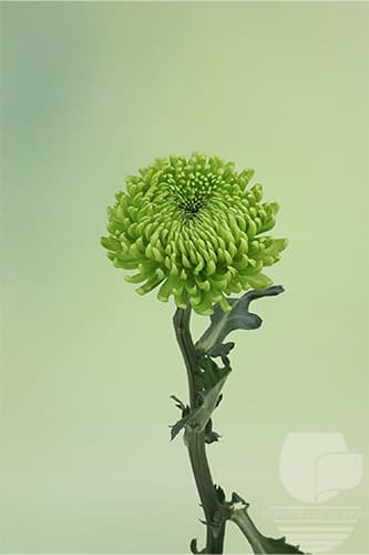 Cremones Alemani Green Xxx