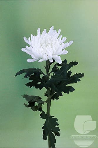 Cremones Gagarin White Xxx