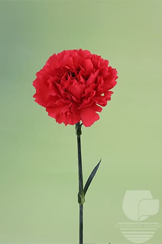 Carnations Red Magic Red Select