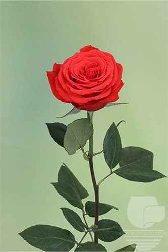 ROSES NINA ORANGE 50C