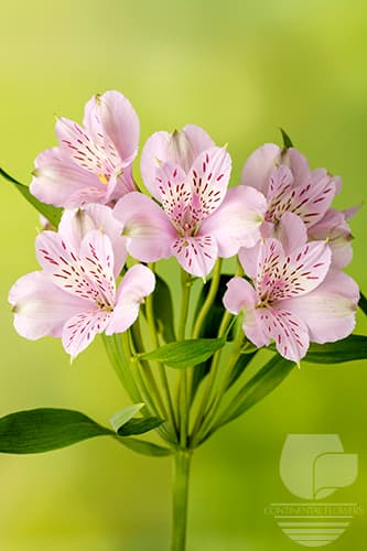 ALSTROEMERIAS MILA LAVENDER FANCY