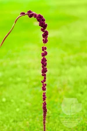 AMARANTHUS HANGING RED 70C
